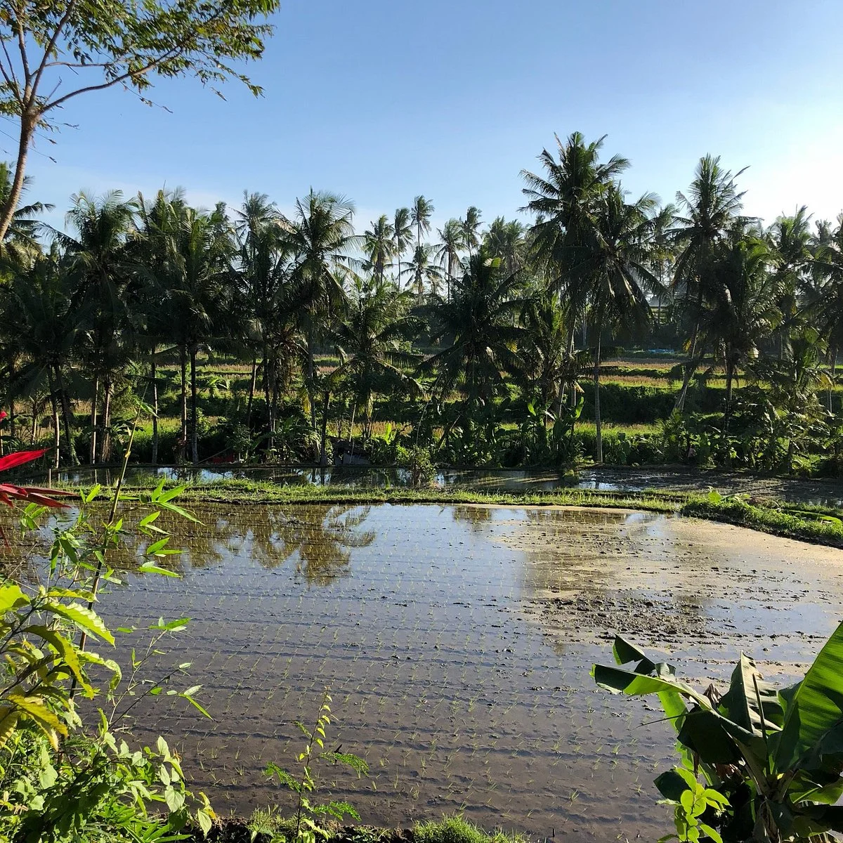 Kampung Kopi Kemenuh