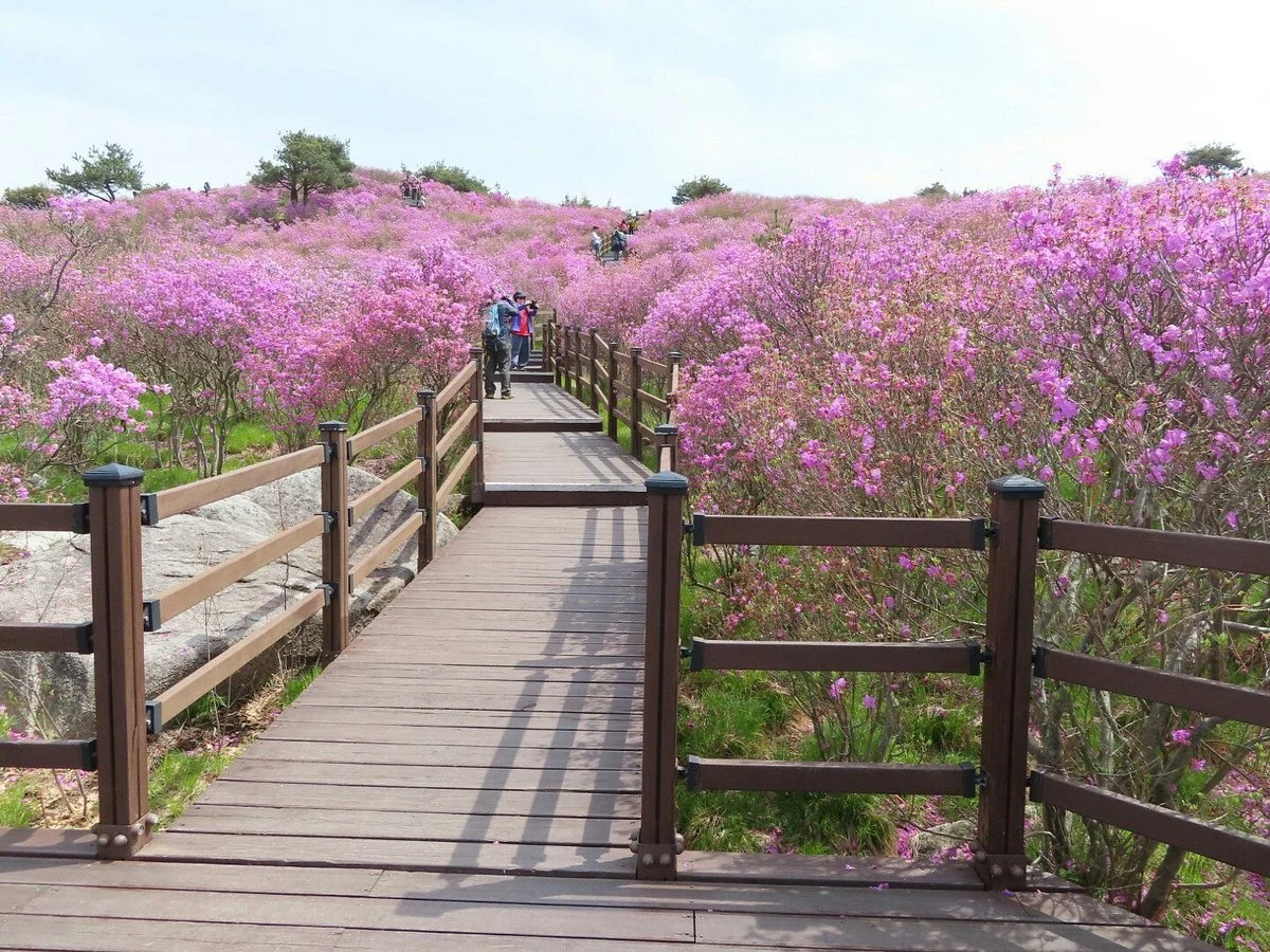 Mt Biseulsan National Park