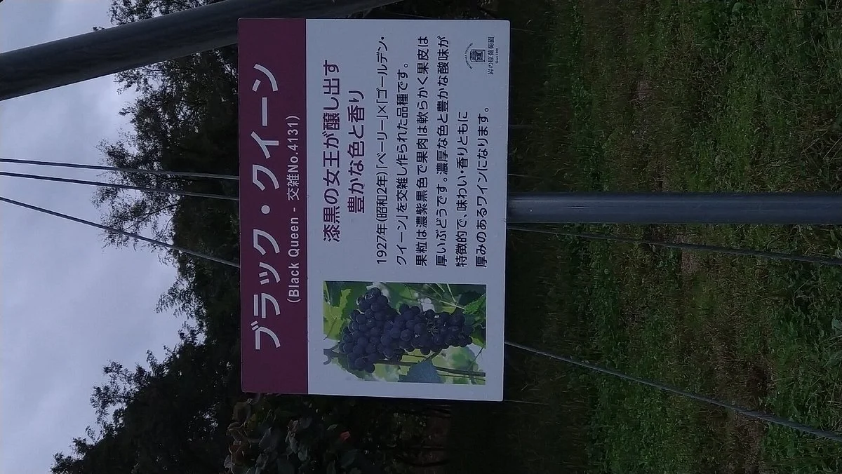 Iwanohara Vineyard