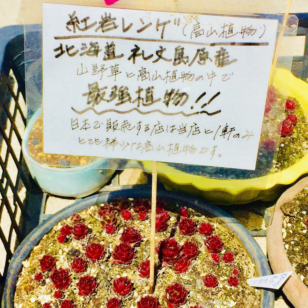Cocoro Marche