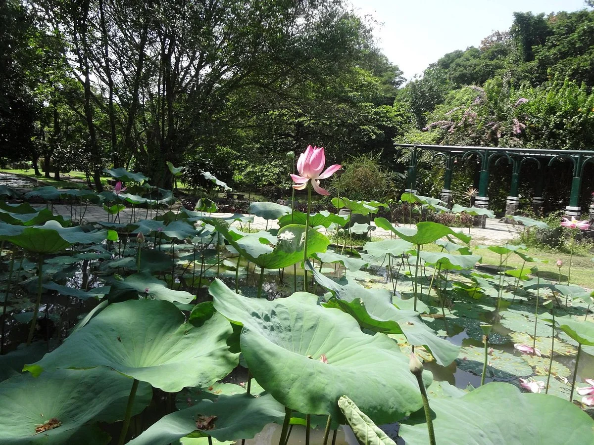 Purwodadi Botanical Garden - LIPI