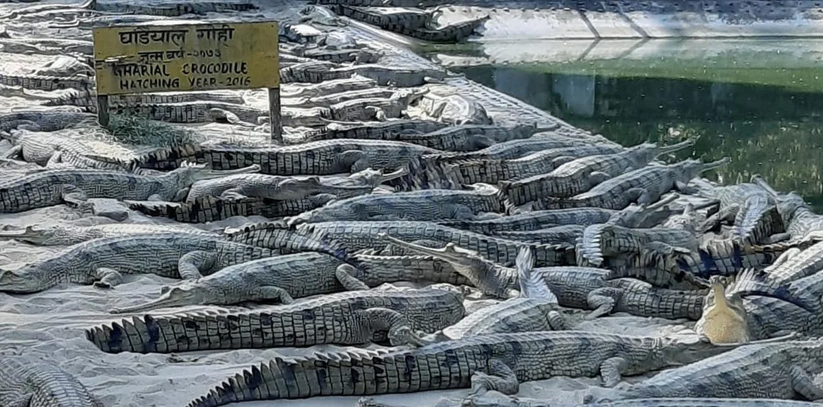 Crocodile Breeding Centre