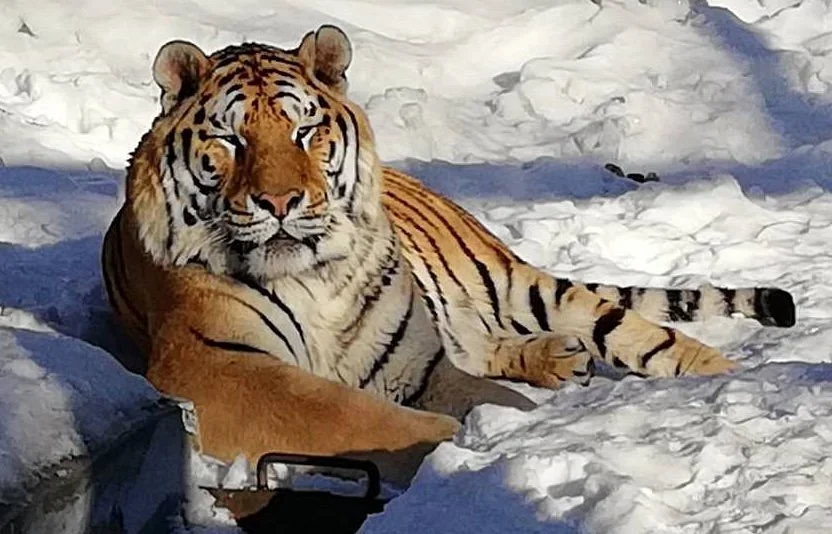 Hailin Hengdao Manchurian Tiger Garden