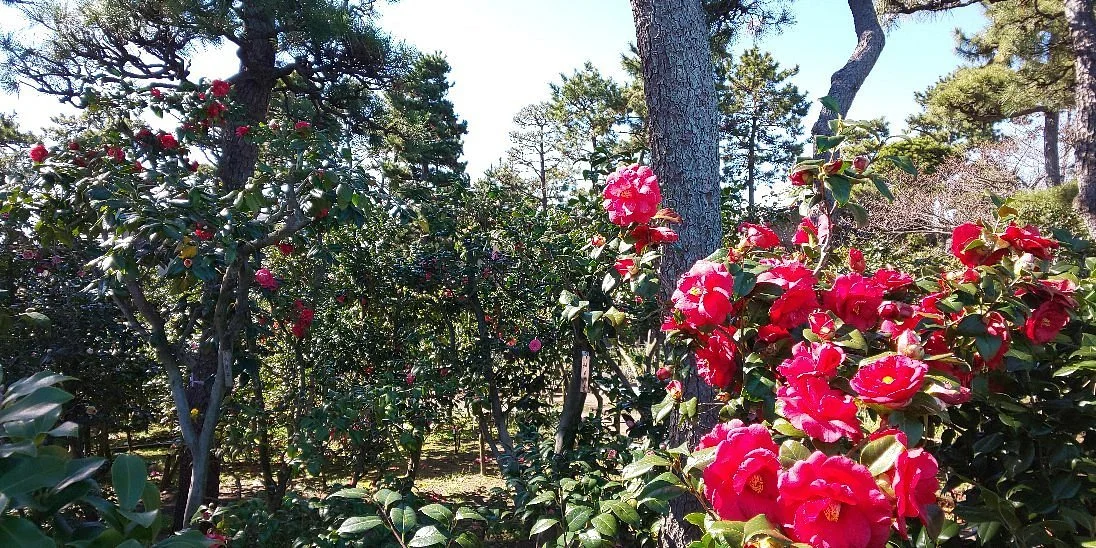 Himuro Tsubaki Garden