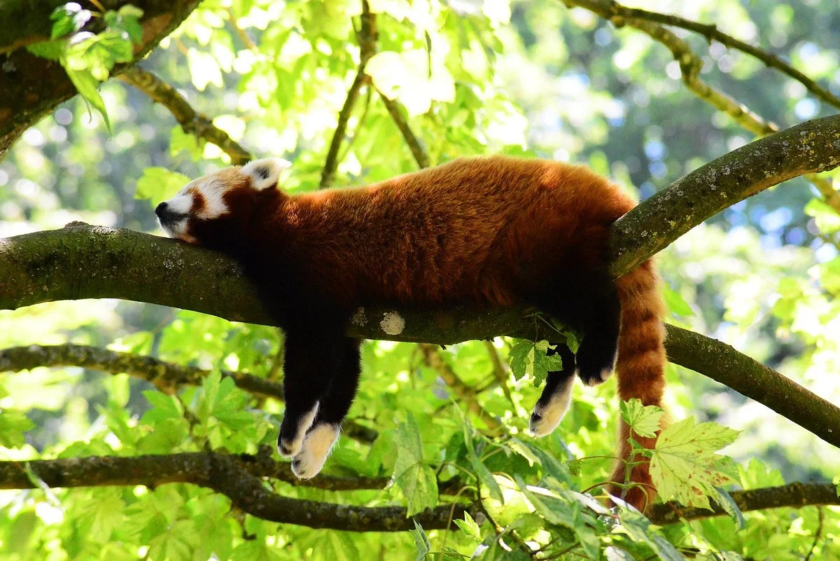 Namdapha National Park