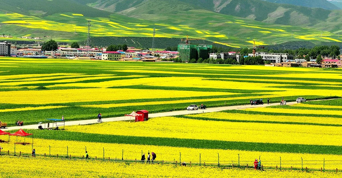Menyuan Rape Flower Scenic Spot