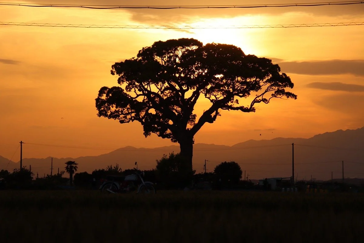 Camphor Tree of Nago