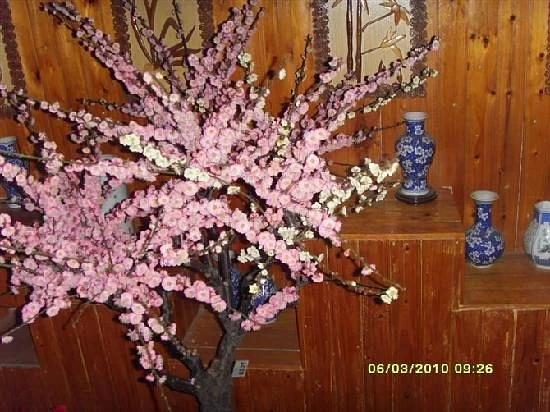 Suzhou Plum Garden