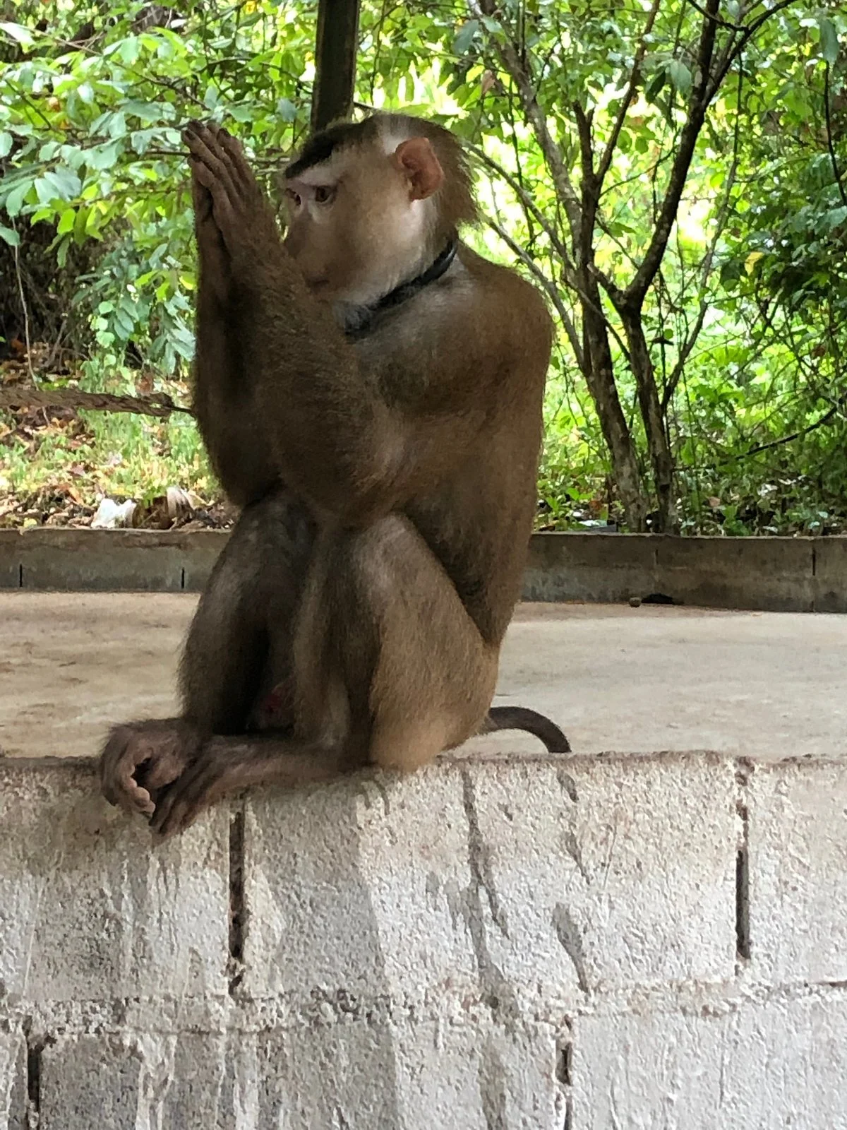 Samui Monkey Centre