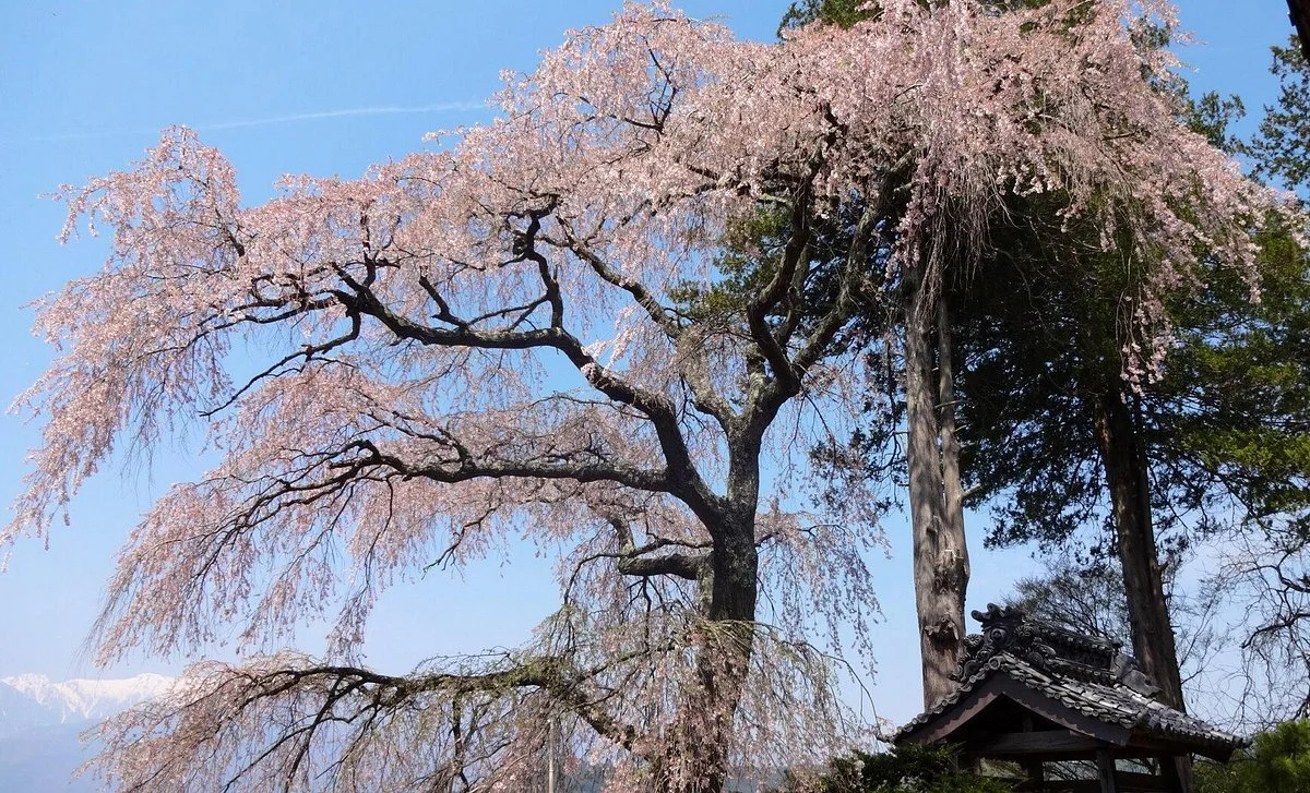 Seirin-ji Temple