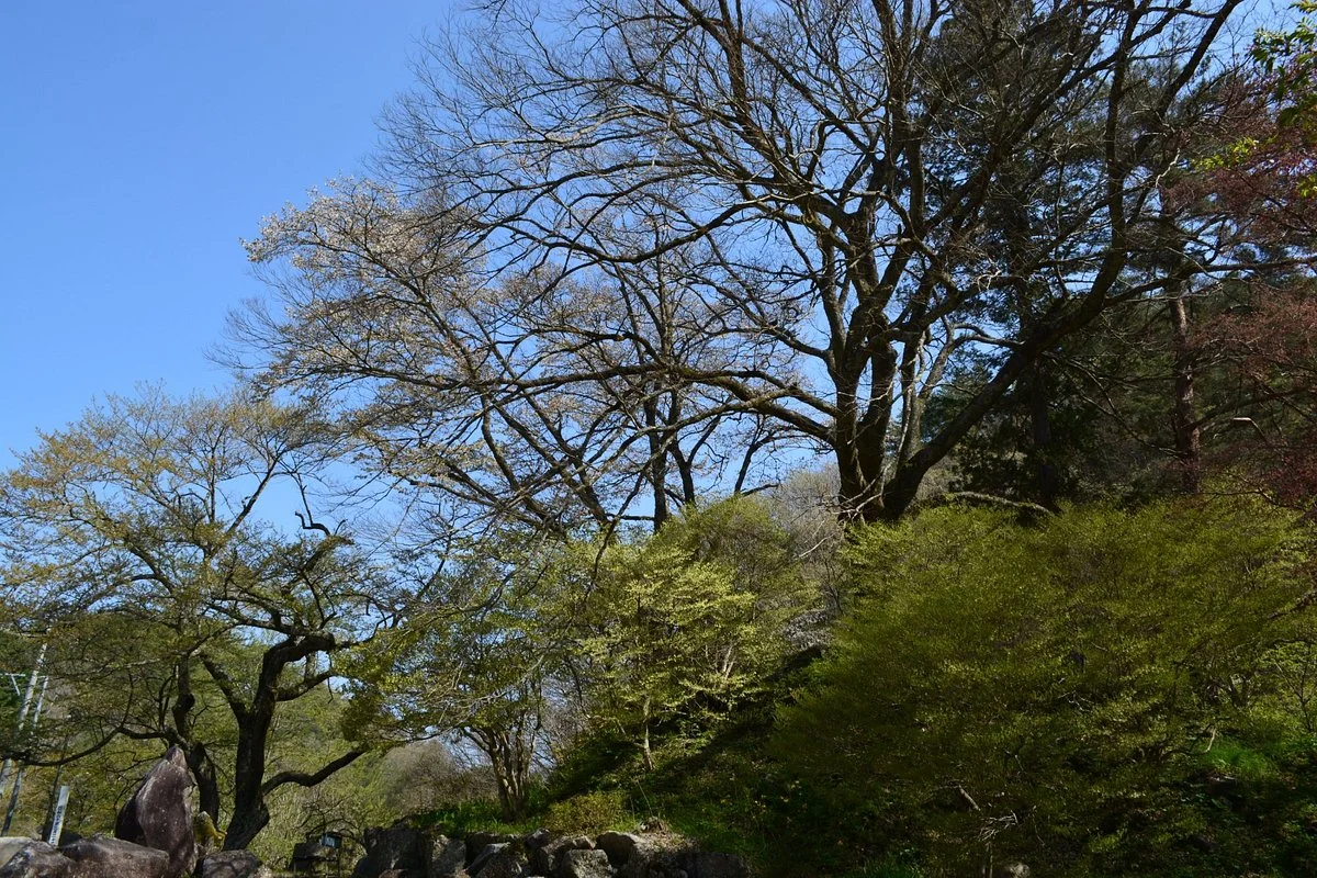 Sakuramoto Park