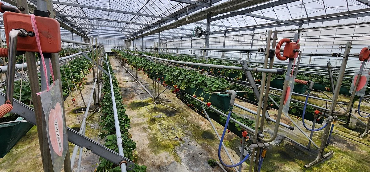 Strawberry Farm Sakura Farm