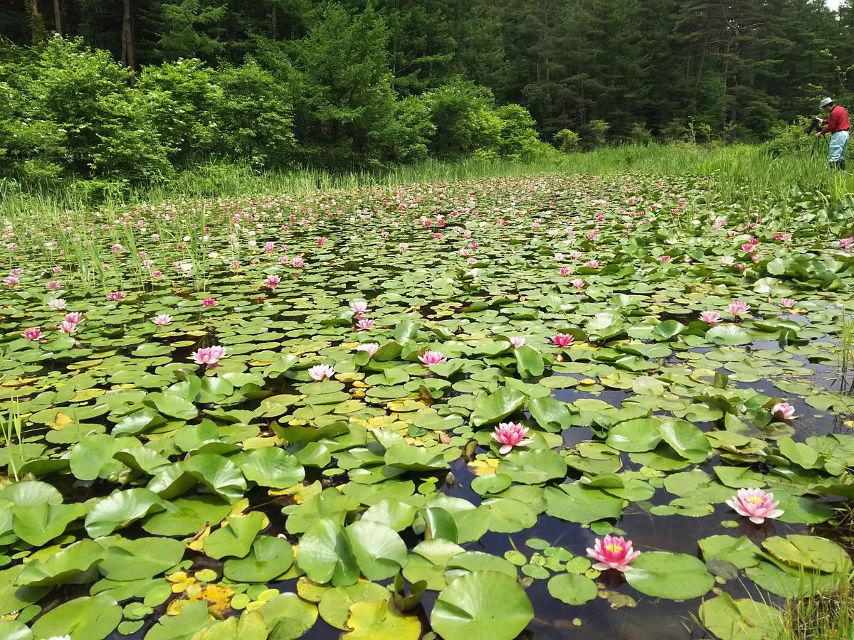 Ozekidani Wetland