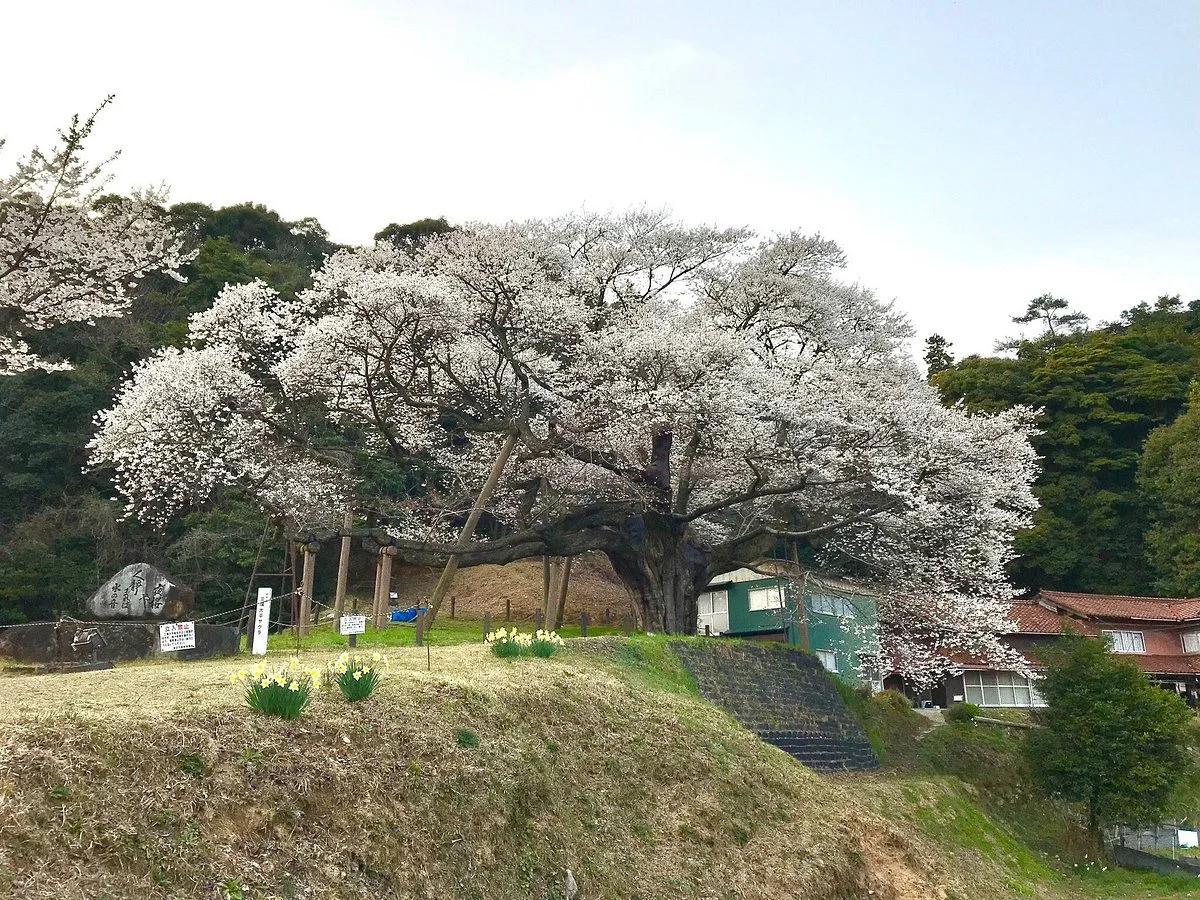 Misumi Obira Zakura
