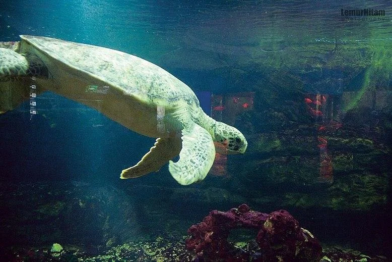 Shanghai Zoo (Shanghai Dongwu Yuan)