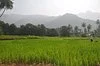 Selur View Point