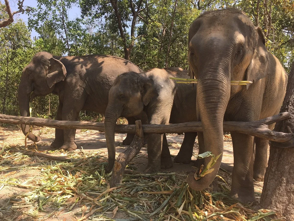 Karen Elephant Habitat