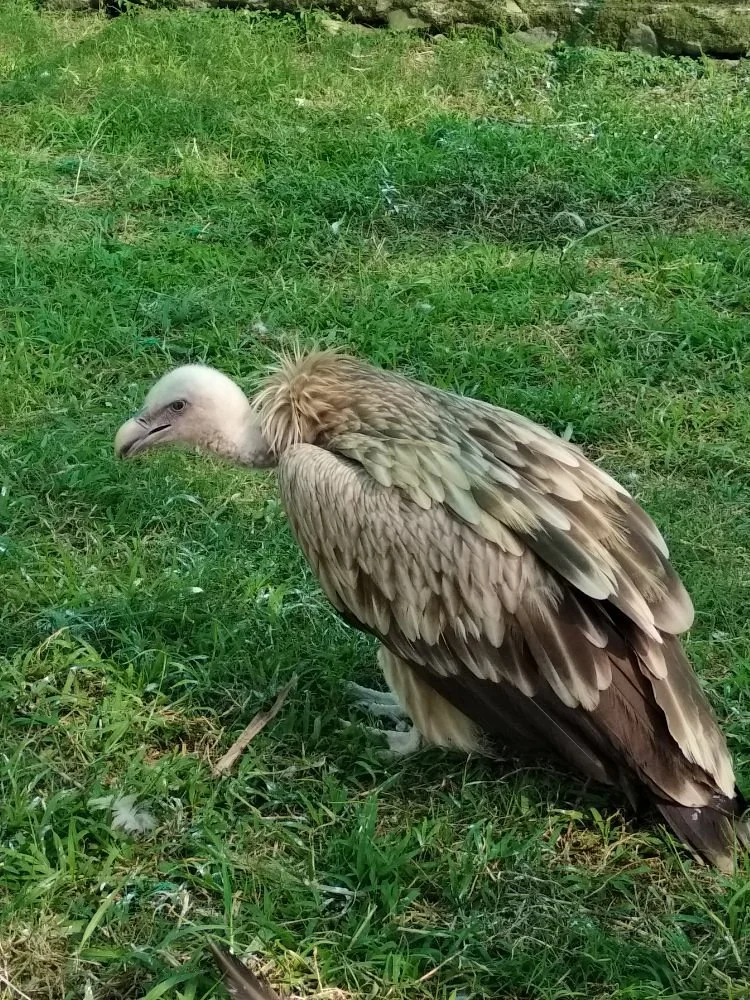 Manipur Zoological Gardens
