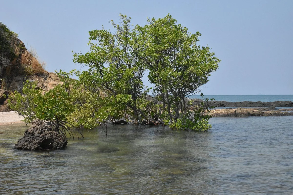 Ko Lidi