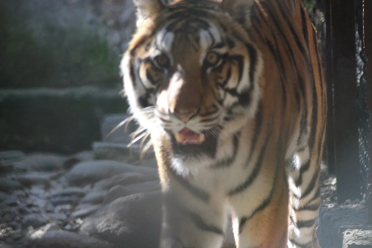 Biological park Itanagar