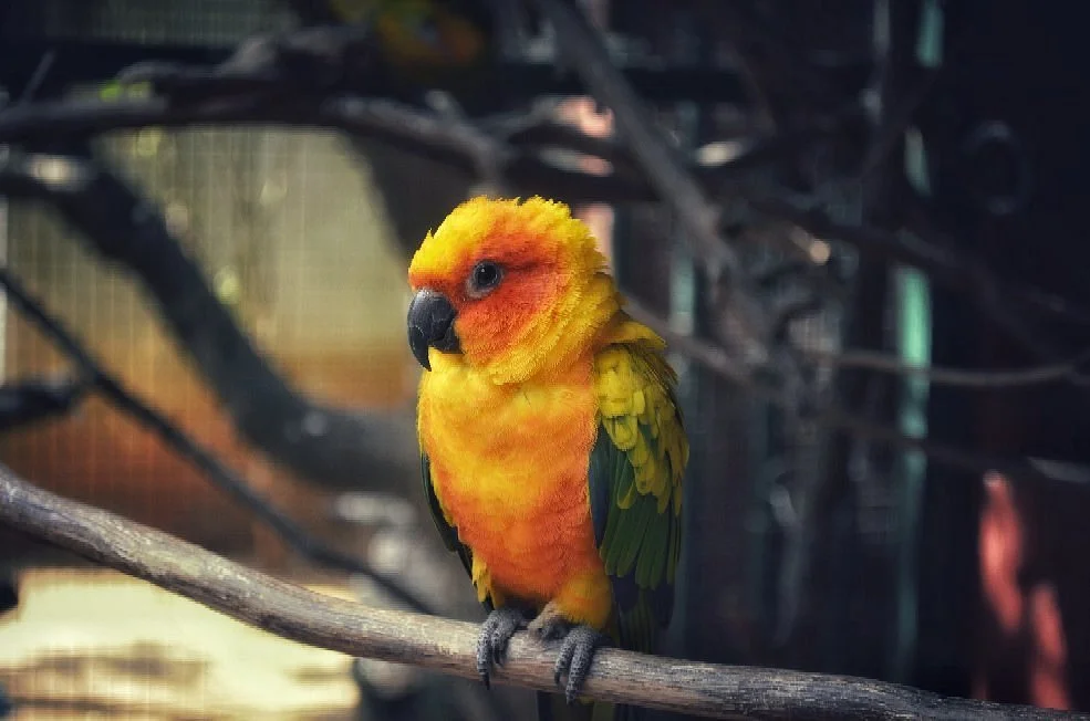 Prani, The Pet Sanctuary