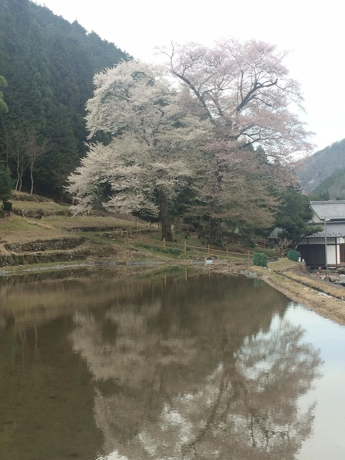 Nawashiro Cherry Blossoms