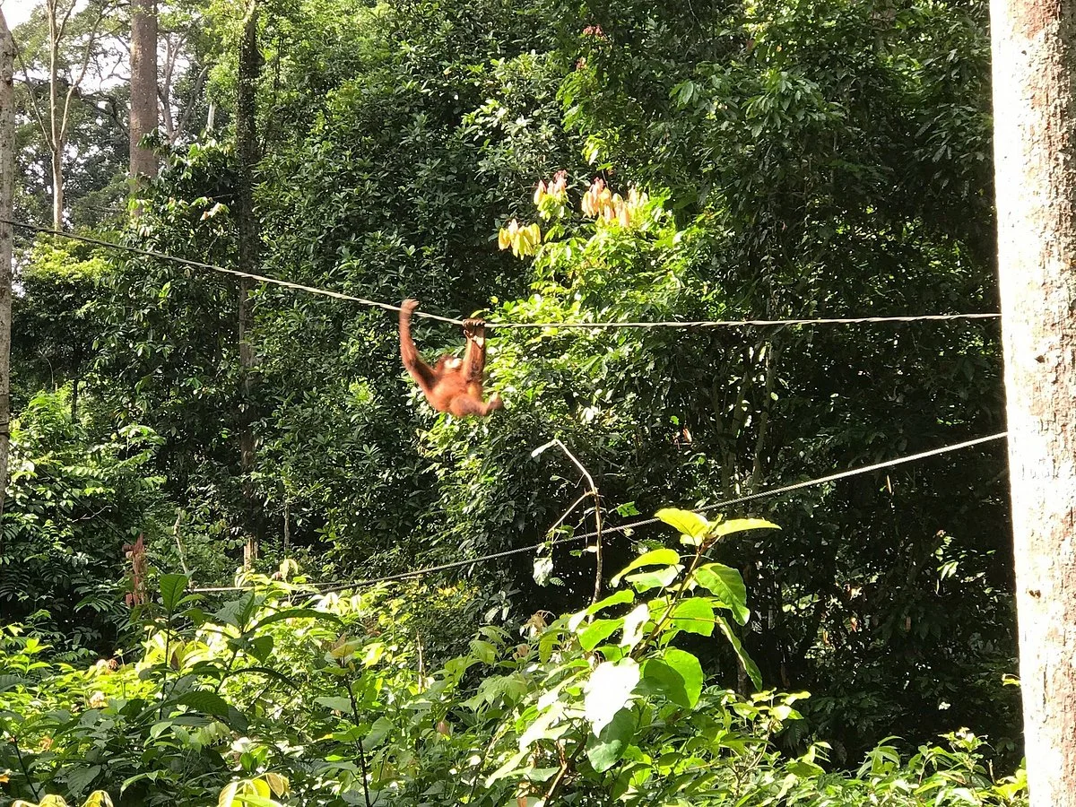 Sepilok Orangutan Rehabilitation Centre