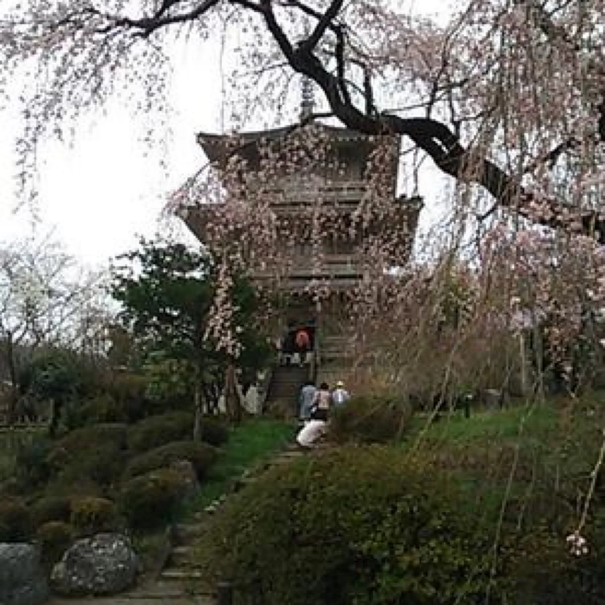 Josen-ji Temple Weeping Cherry Blossom