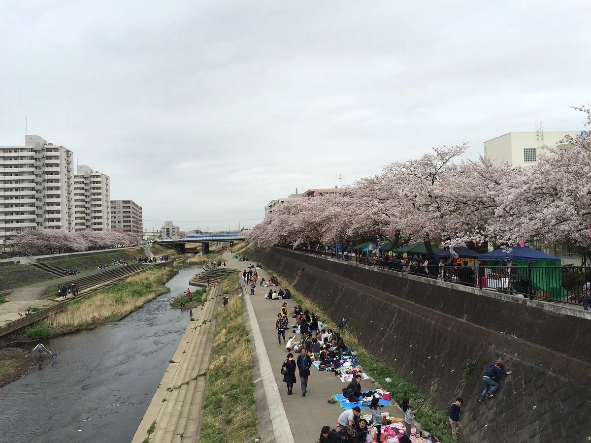 Cherry Blossum along Kashio River