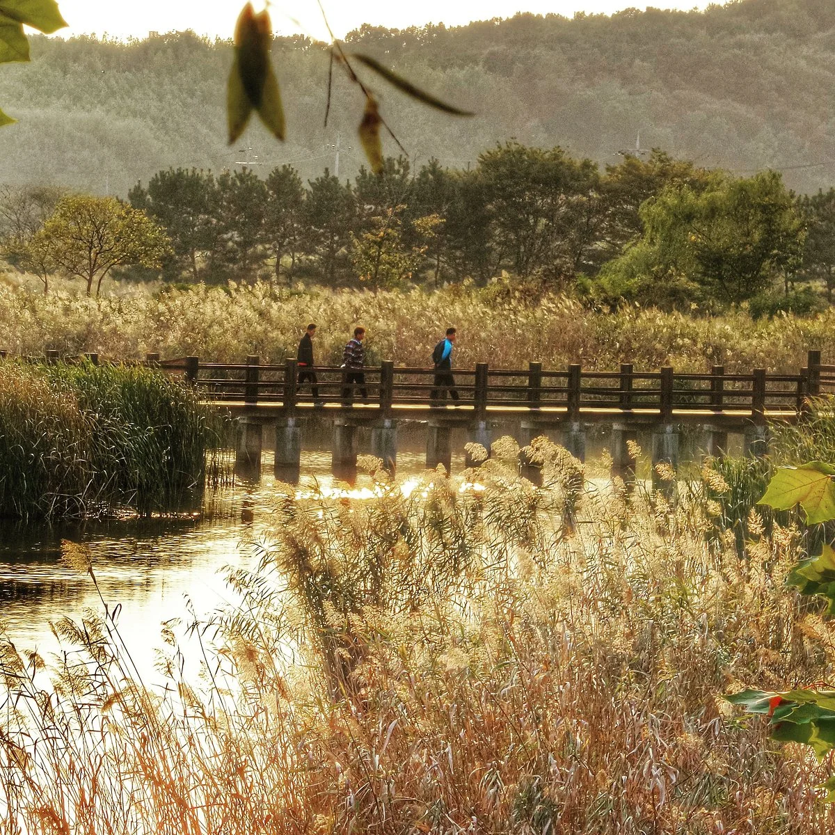 Ansan Reed Wetland