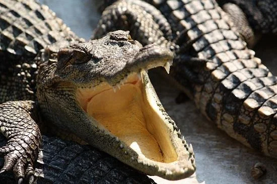 Samutprakan Crocodile Farm and Zoo