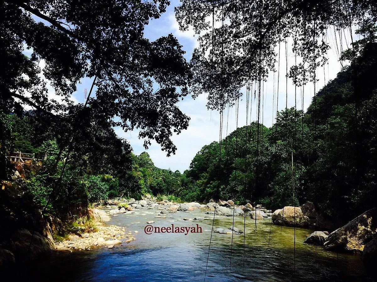 Bayang Root Bridge