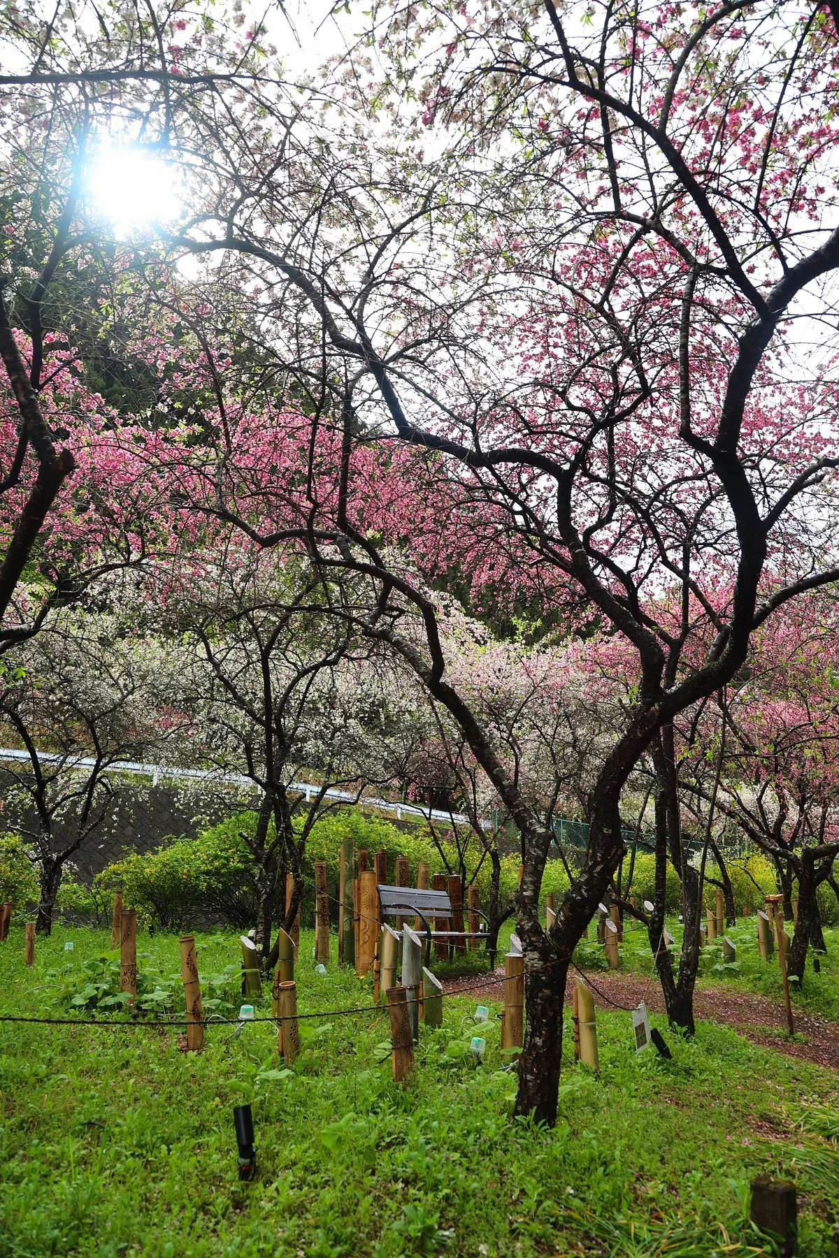 Hanamomo of Sayado