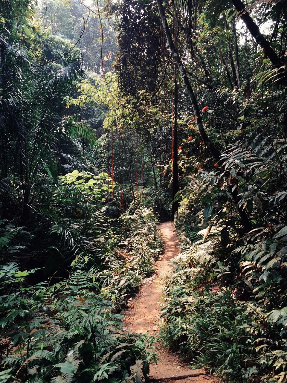 Bukit Gasing Forest Reserve