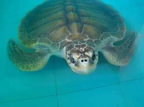 Pariaman Turtle Conservation