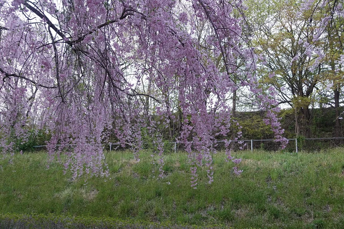 Odaruma no Sakura