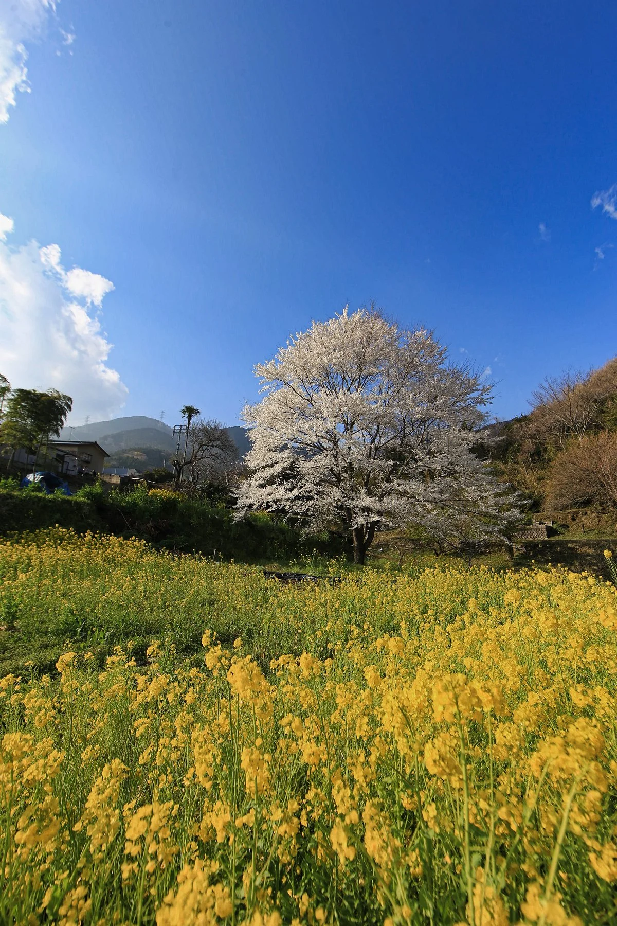 Minoge No Usuzumisakura