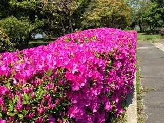 Shintsukiji Ryokuchi Park