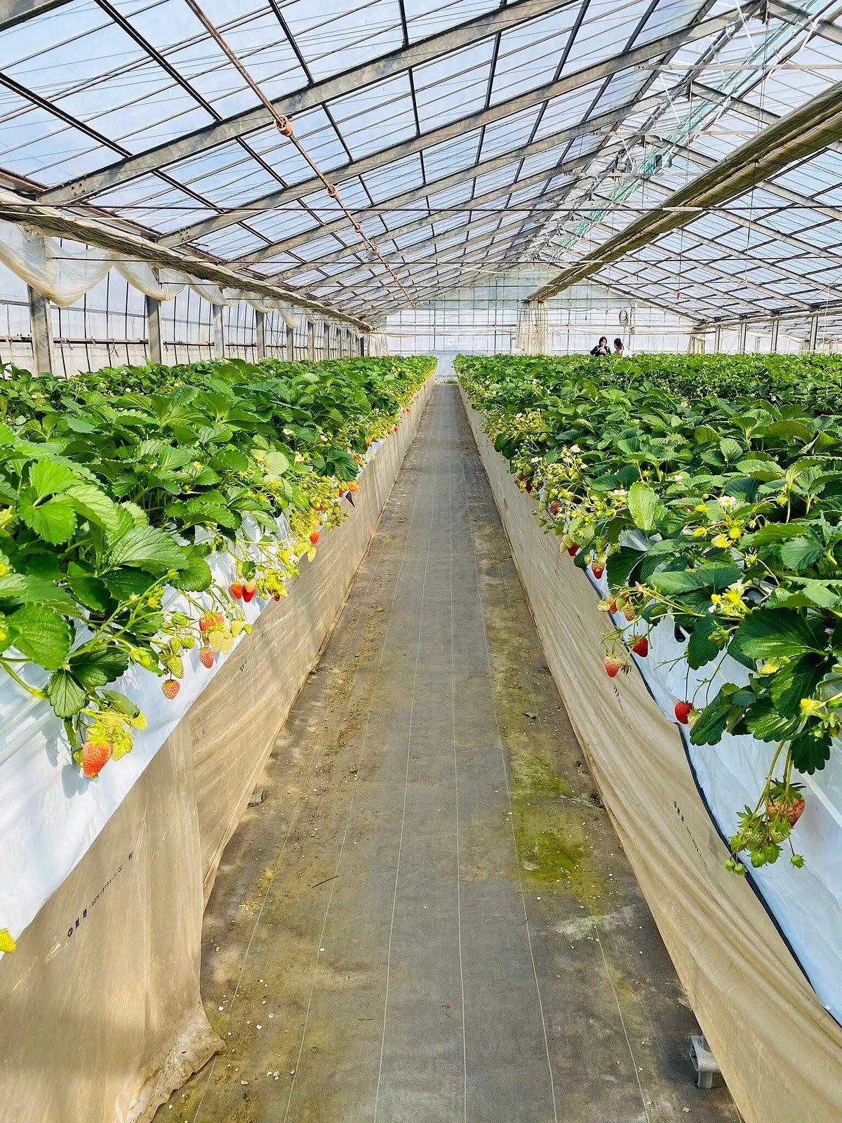 Tsukuihama Kanko Farm