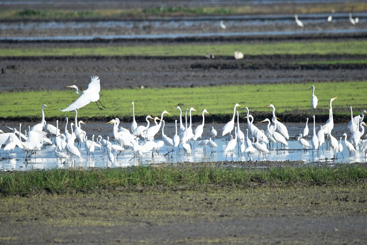 Candaba Bird Sanctuary