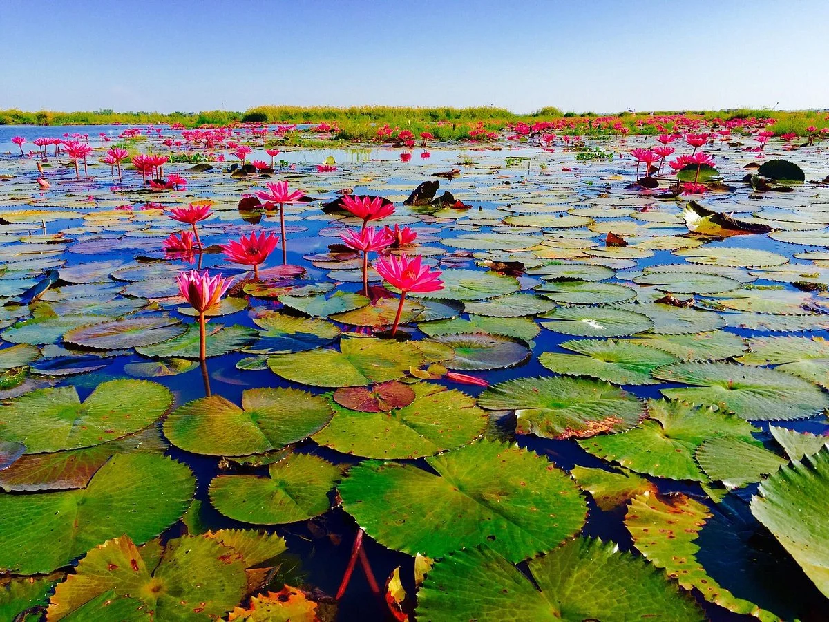Red Lotus Lake