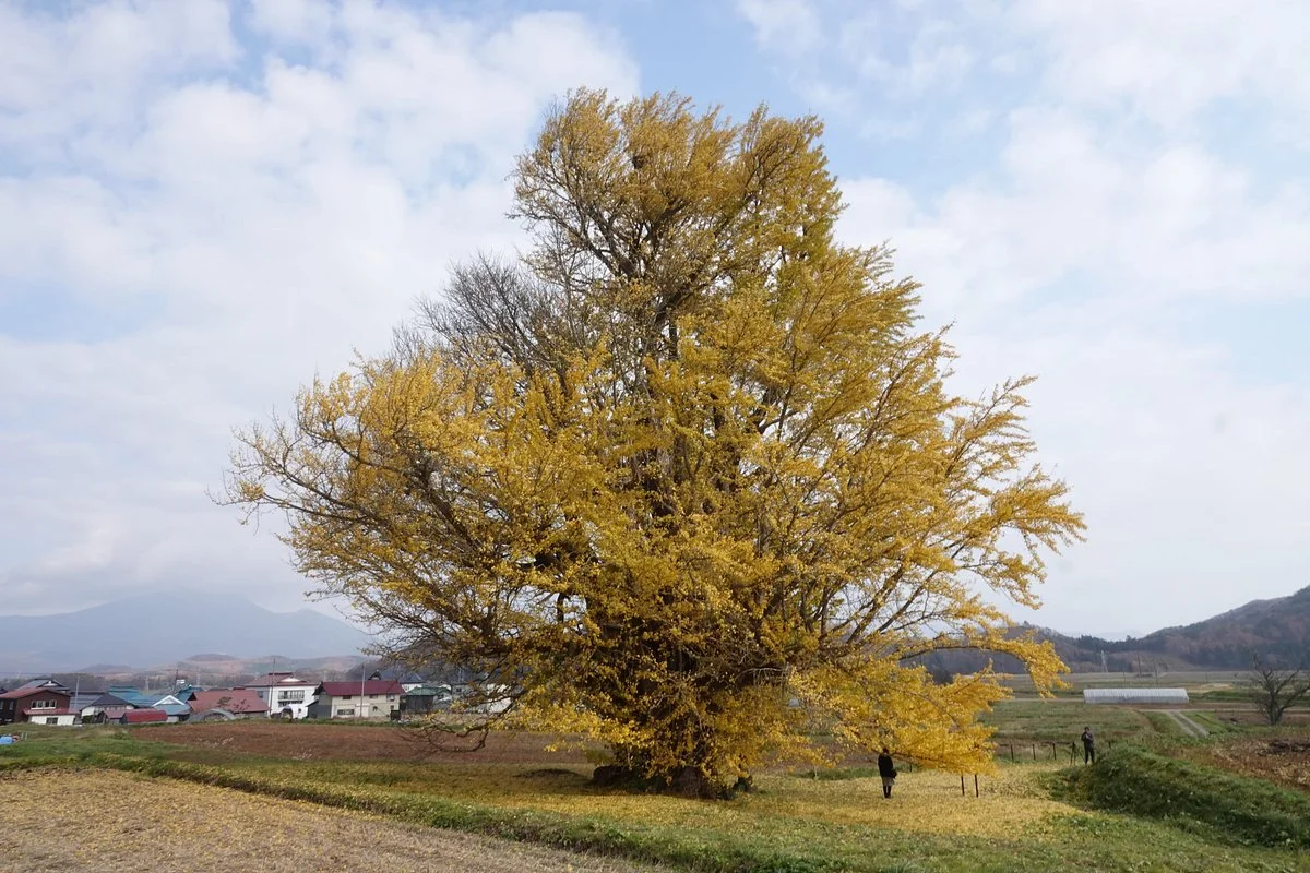 Akai no Oicho