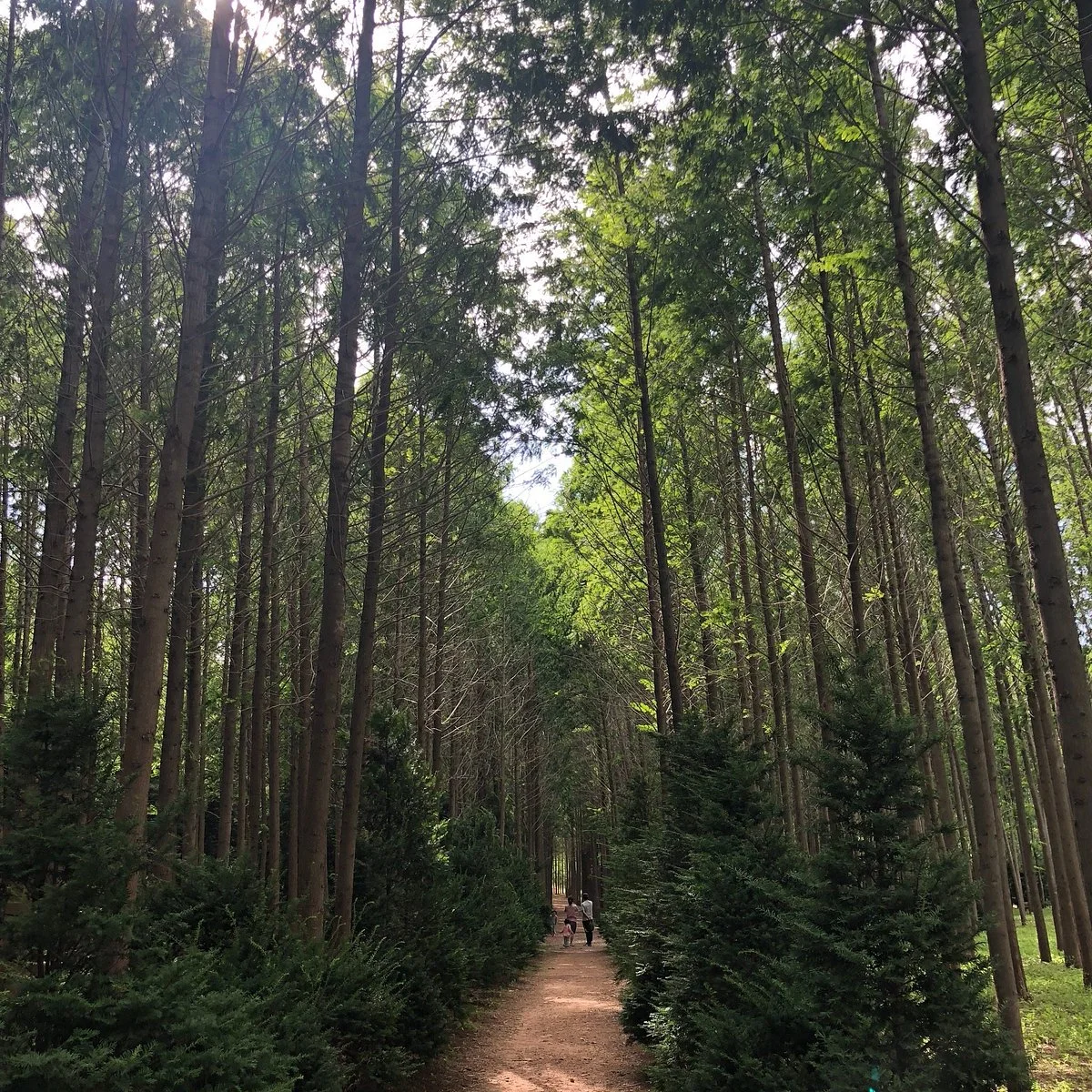 Metasequoia Forest