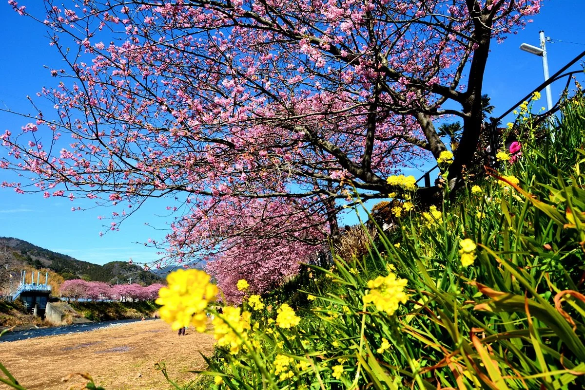 Kawazuzakura Festival
