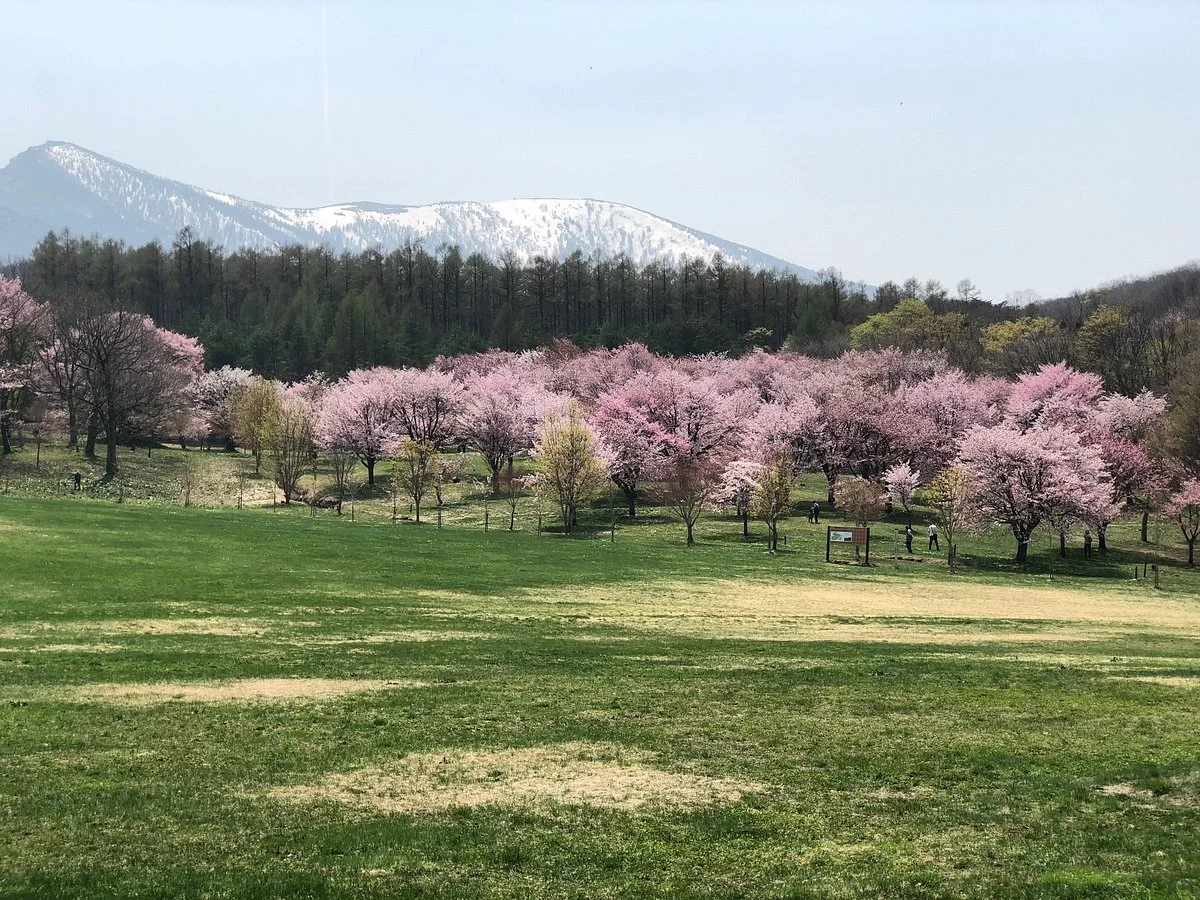 Iwate Prefectural Forest