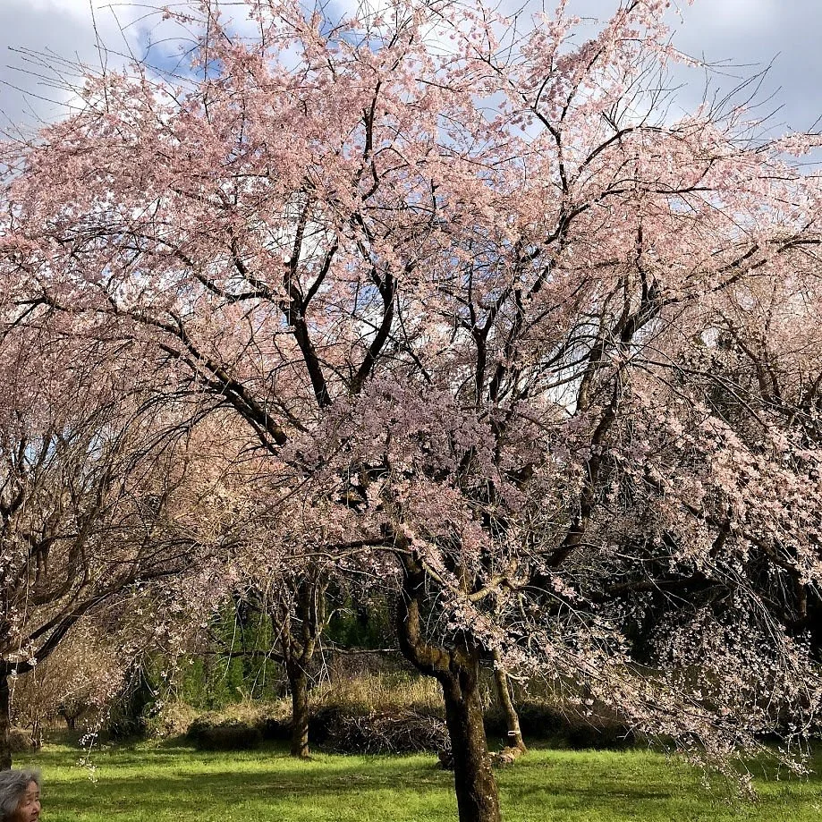 Horike Weeping Cherry Tree