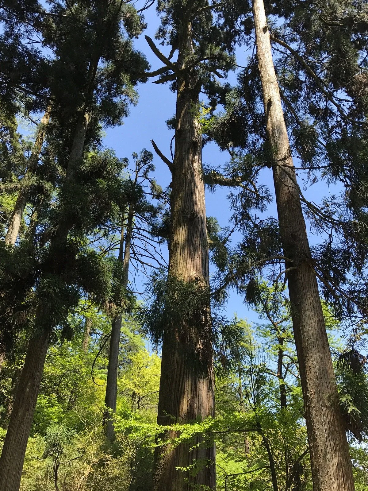 Tianmu Mountain