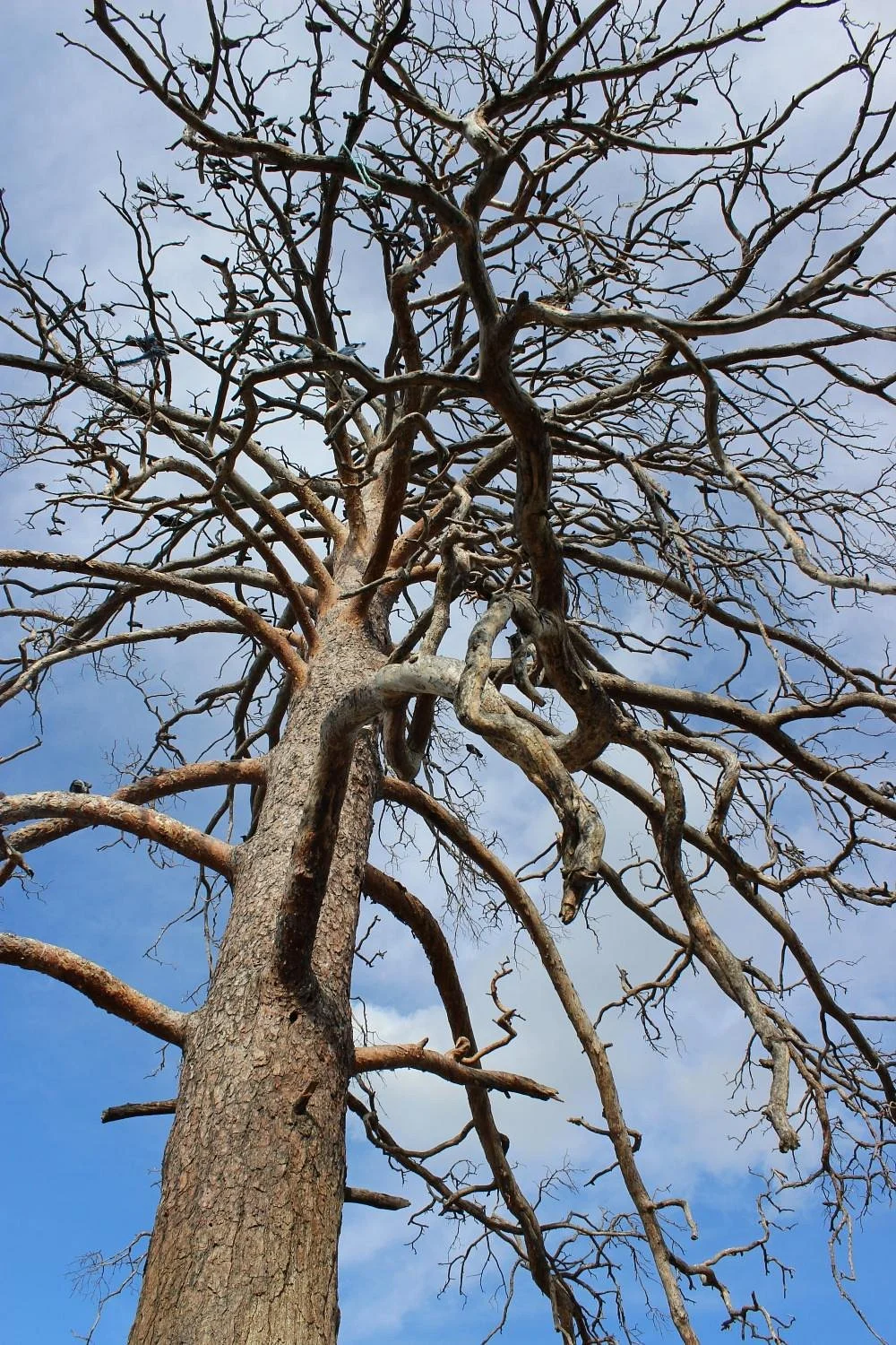 Holy Mother Tree of Mongolia