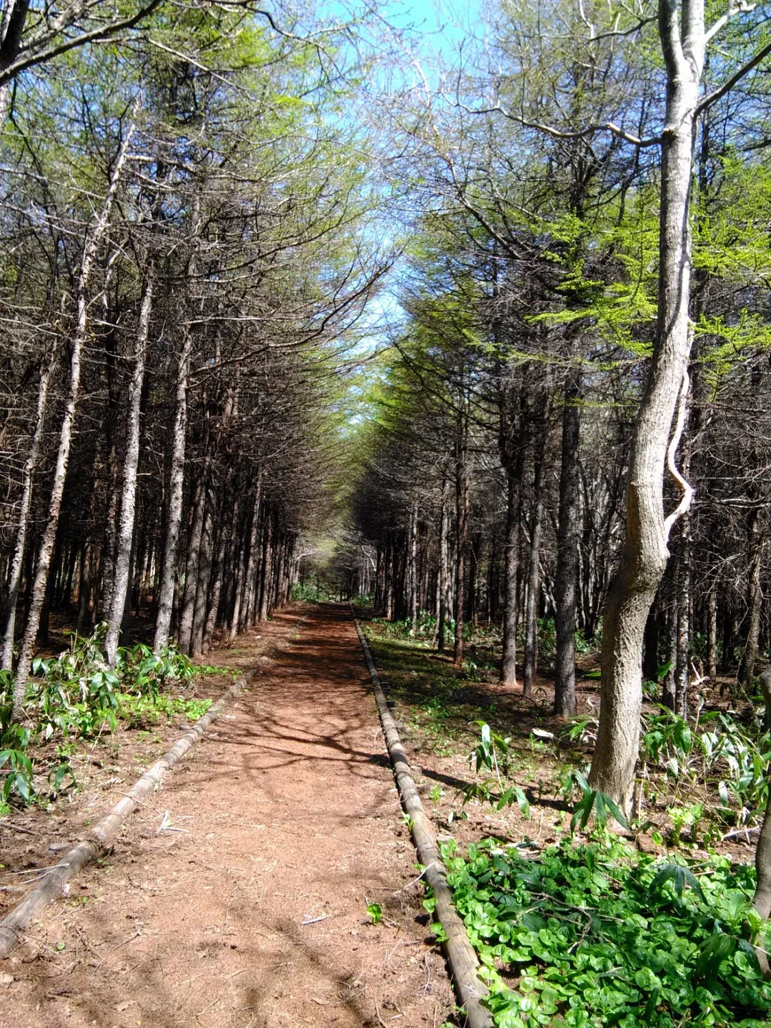 Teuri Island Footpath
