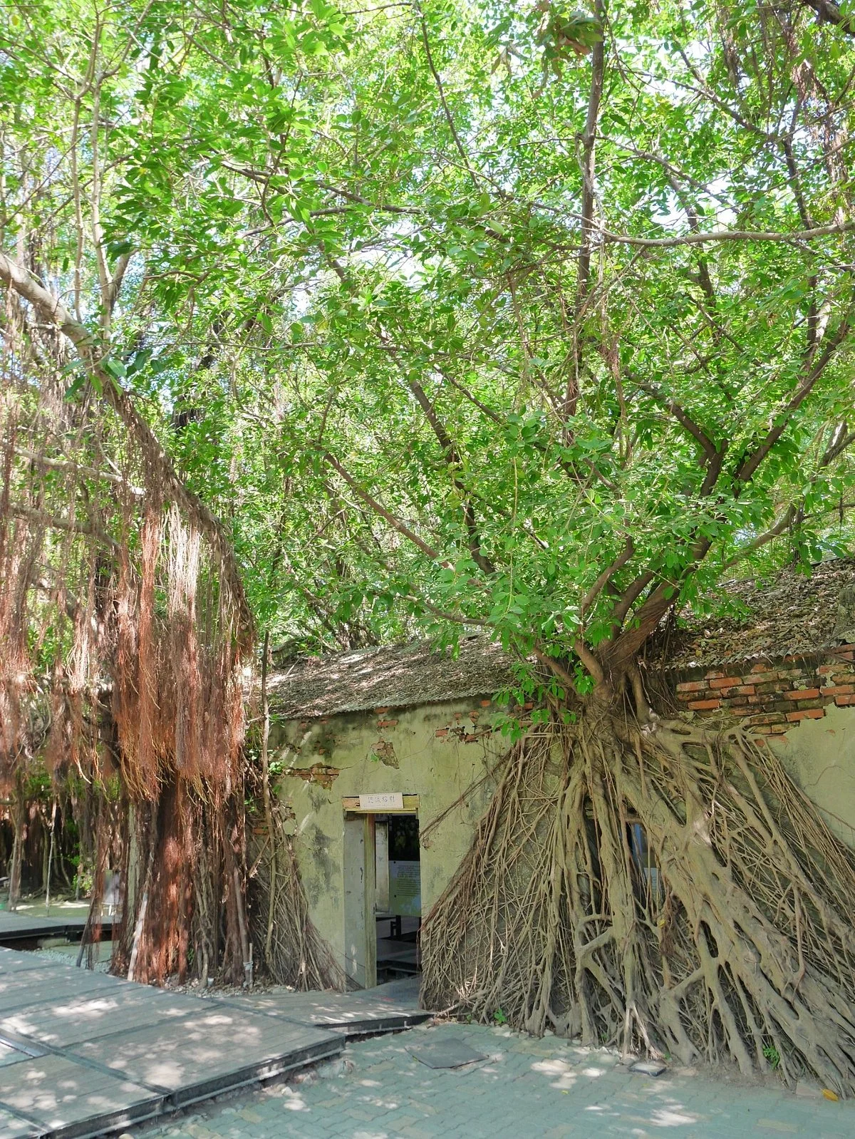 Anping Tree House
